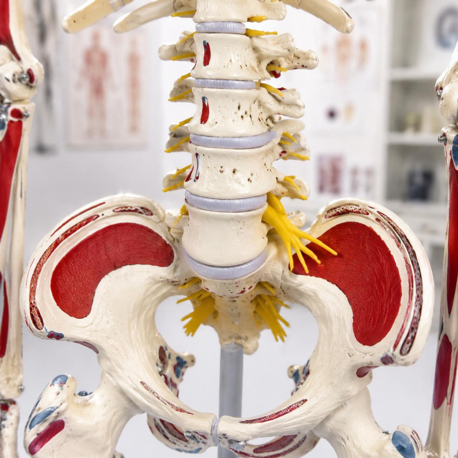 Model Kerangka Tulang Belakang - Medical Lab Research ulasan dan harga